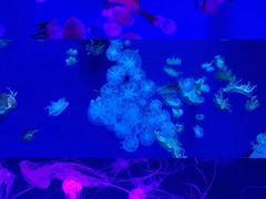 -石家庄海洋公园