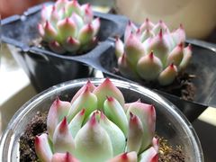 -秦美花卉(天朗·莱茵小城2期店)