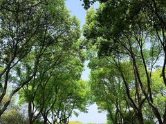 -昆山城市生态森林公园