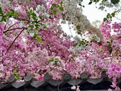 -深圳国际园林花卉博览园