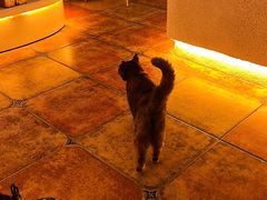 -Sirena海妖日咖夜酒