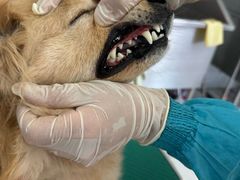 -利又安动物医院··老年病·猫科犬科·中兽医