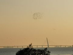 -深圳湾公园(南山区)