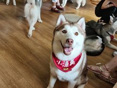 -Husky Go! 哈士奇体验馆·宠物咖啡厅狗咖
