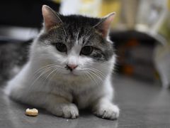 -A猫a狗全科·犬猫异宠·芥西宠物医院(南开总院)