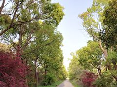 -广富林郊野公园