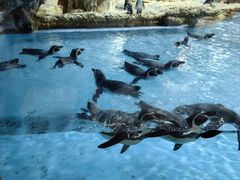 -帝企鹅自助餐厅•儿童岛•真企鹅(长隆企鹅酒店)