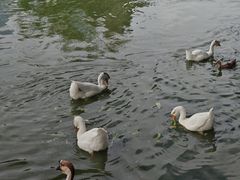 -团结湖公园
