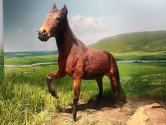 -呼和浩特博物馆