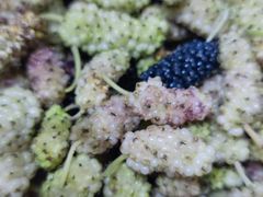 -南京小时候桑葚采摘园