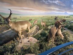 -陕西自然博物馆