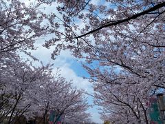 -高东镇樱花园