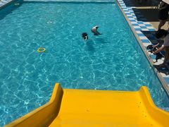 -爪吧宠物乐园 (温榆河示范区店)