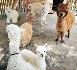 -萌宠亲子动物乐园(槐房万达店)