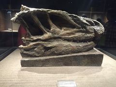 -自贡恐龙博物馆