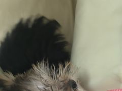 -瑞派宠物医院·24h·骨外科·皮肤科·全科宠物医疗转诊中心(沈阳浑南院)