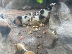 -广州长隆飞鸟乐园