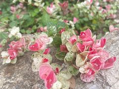 -哥老官重庆美蛙鱼头(松江地中海十八哥店)