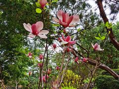 -深圳国际园林花卉博览园