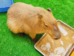 -麦当劳(新世纪环球中心店)