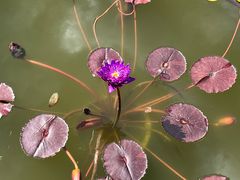 -国家植物园南园