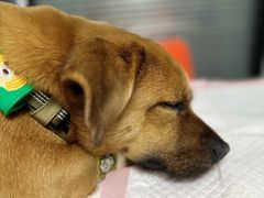 -伟伟宠物医院·CT影像中心·瑞派犬猫综合性门诊(汉口总院)