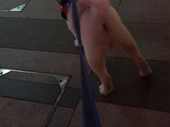 -正新鸡排·炸鸡烧烤(江宁路店)