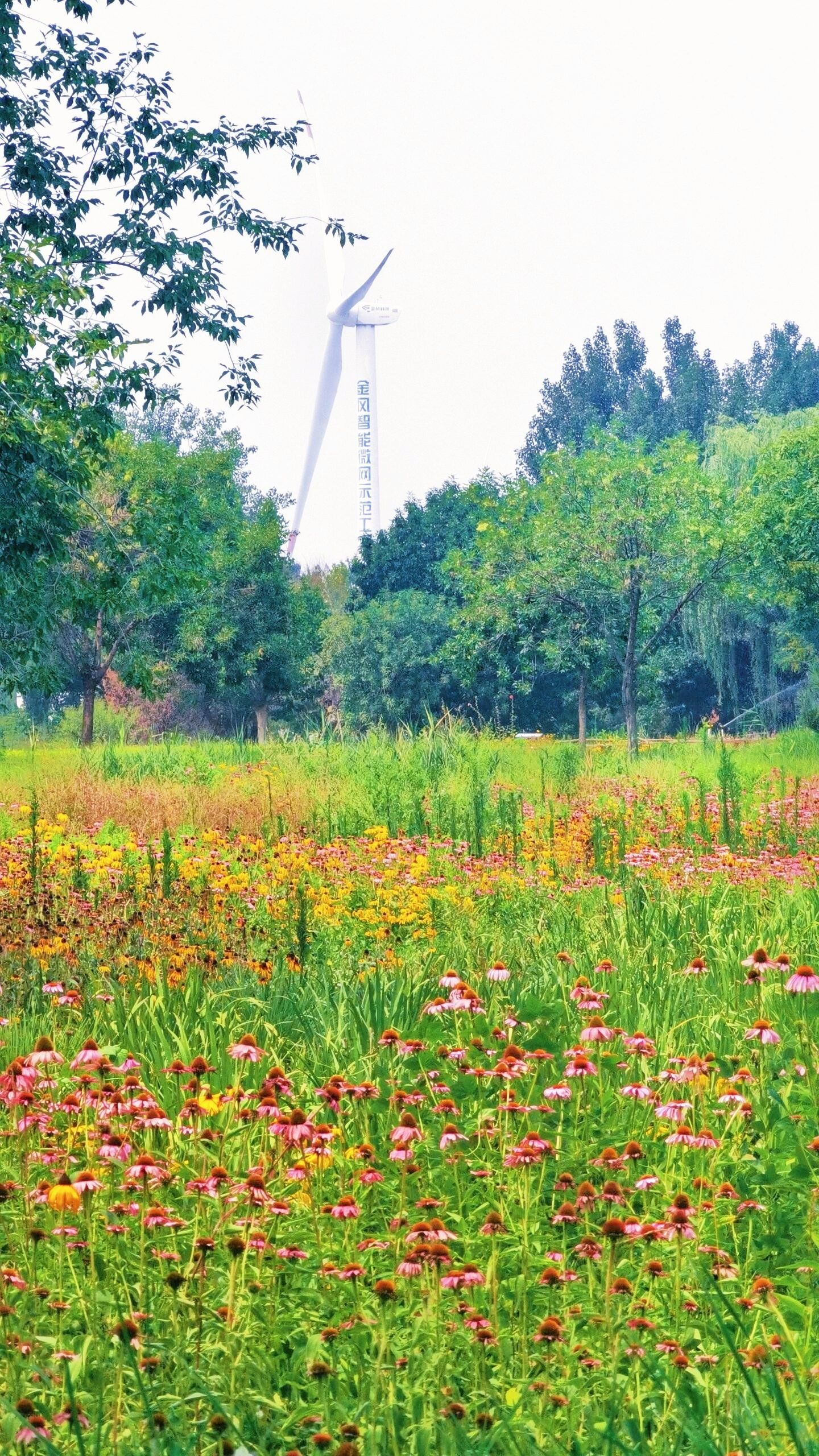 北京凉水河畔绵延一公里的大花芙蓉葵小路||7月10号北京凉水河公园