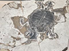 -辽宁古生物博物馆