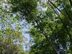 -火炉山森林公园