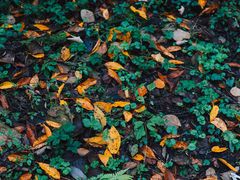 -山王坪喀斯特国家生态公园