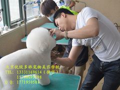 -优缇多格专业宠物美容师培训学校