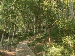 -上海佘山国家森林公园天马山园