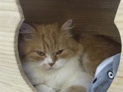-喵的天空名猫咖啡馆·撸猫·猫舍·用品