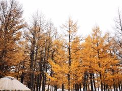 -塞罕坝国家级自然保护区