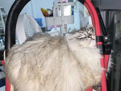 -安安宠医宠物医院·异宠·犬猫内科(岳阳分院)