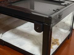 -酷以爬仙阁实体爬宠店·守宫·蜥蜴·专业繁育