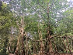-中国科学院西双版纳热带植物园