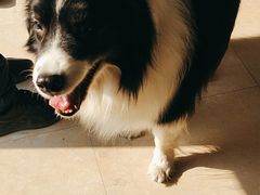 -艾贝尔宠物医院·狂犬免疫点(江山金象城店)
