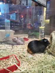 -卡通尼·Safari非洲探索乐园·生日会(金桥国际商业广场店)