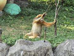 -深圳野生动物园