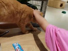 -藏猫猫咖啡主题馆(中央大道店)