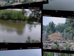 -深圳仙湖植物园
