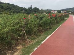 -龙寺生态园