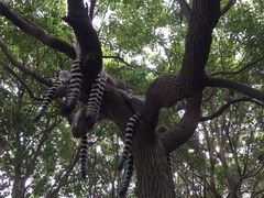 -上海野生动物园