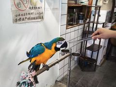-吉丁鸟咖·异宠·寄养