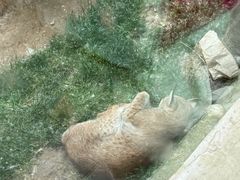 -青藏高原野生动物园