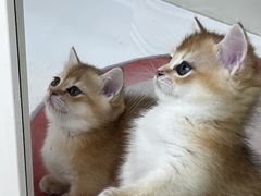 -青奢宠物·青奢猫舍