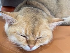 -上海大学附属上海和平眼科医院