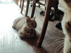 -猫岛主趣味餐厅(鼓浪屿店)
